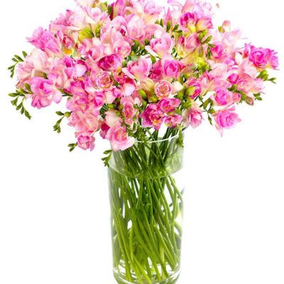 Pink Freesias Flowers Delivered Nationwide - Prompt Delivery