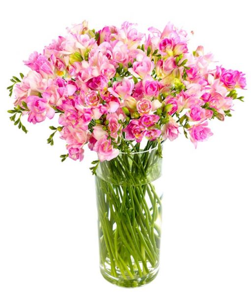 Pink Freesias Flowers Delivered Nationwide - Prompt Delivery