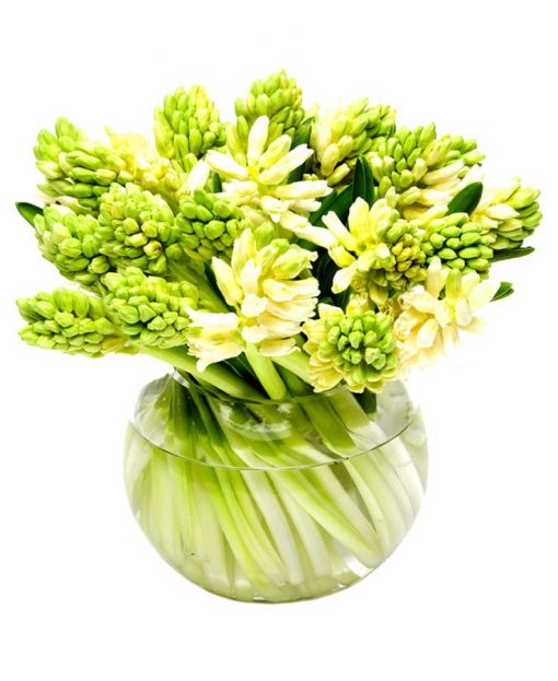 Fortnightly Flower Delivery - hyacinths