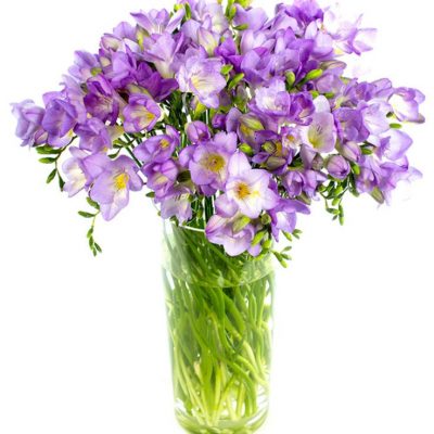 Lilac Freesia Flowers Delivered