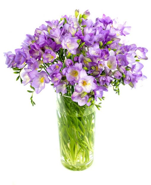 Lilac Freesia Flowers Delivered