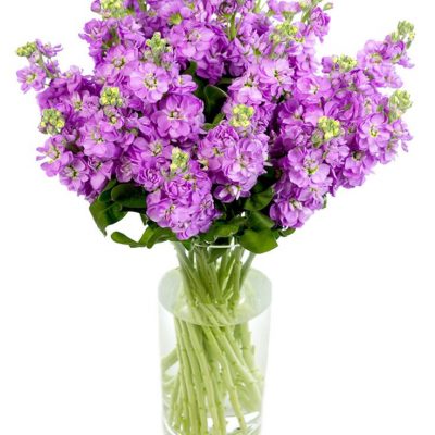 Weekly Flower Delivery –Lilac Stocks for the Home or Office