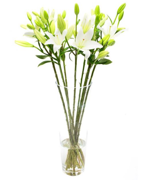 Fortnightly Flower Delivery – white lilies