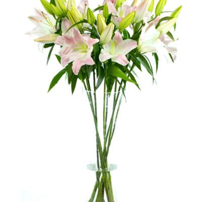 Pink Oriental Lilies