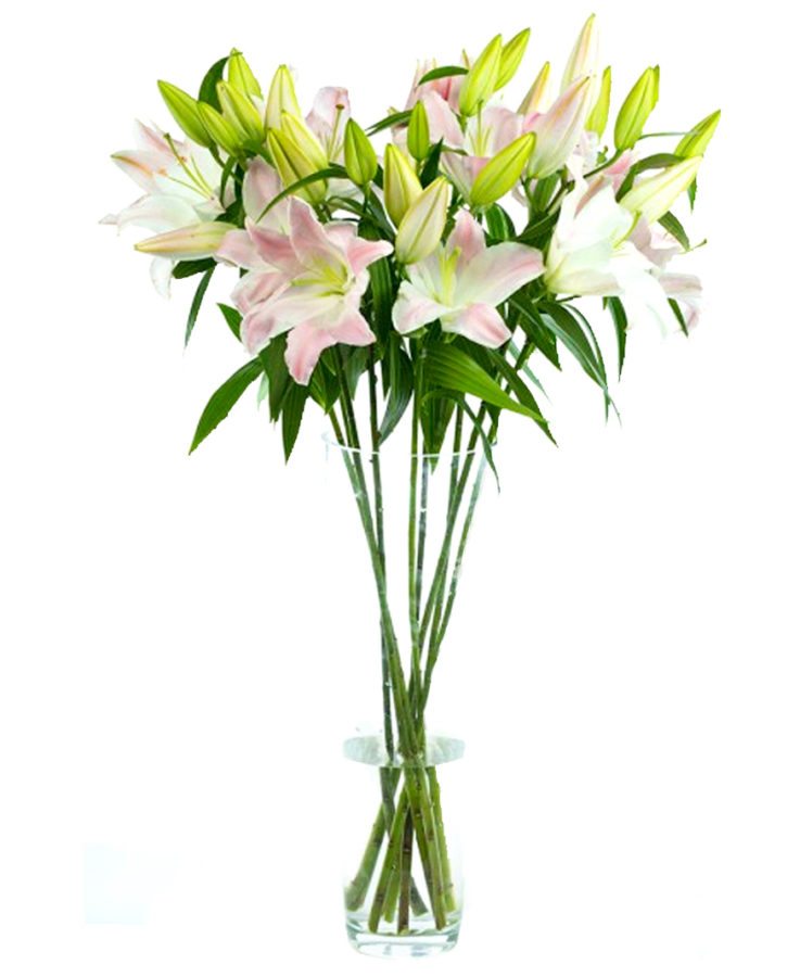 Pink Oriental Lilies