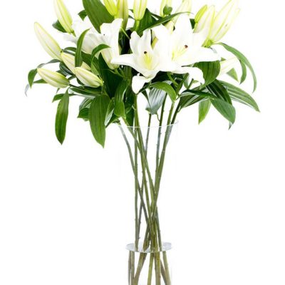 White Oriental Lilies