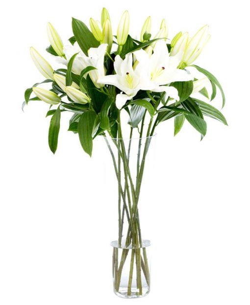 White Oriental Lilies