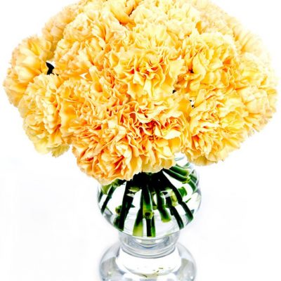 Fortnightly Flower Delivery - Peach Carnations