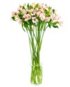 Weekly Flower Delivery - Pink Alstroemeria Flowers Delivered