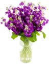 Weekly Flower Delivery – Purple Stocks for the Home or Office