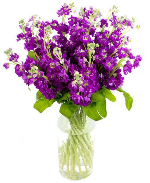 Weekly Flower Delivery – Purple Stocks for the Home or Office