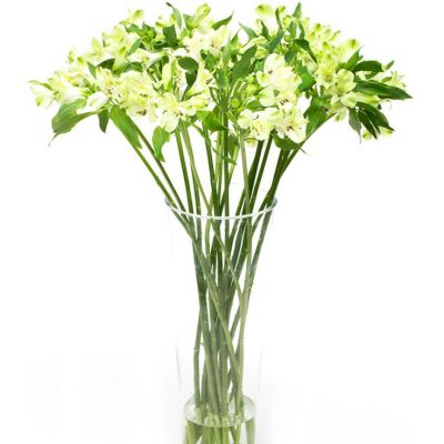 Subscription Flowers - Alstroemeria Green