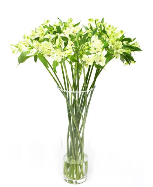 Subscription Flowers - Alstroemeria Green