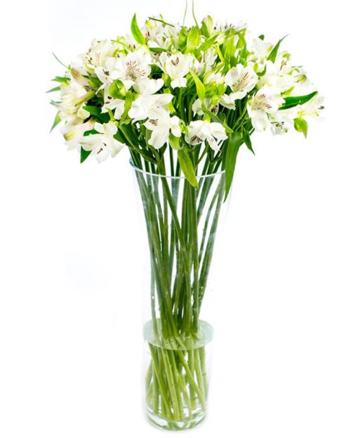 Letterbox Flower Delivery - White Alstroemeria Flowers Delivered