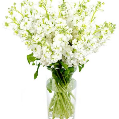 Weekly Flower Delivery – White Stocks for the Home or Office