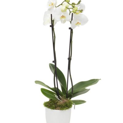 Monthly Reception Orchid, Double stemmed white Phalaenopsis orchid