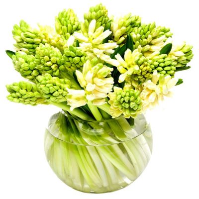 Hyacinths - Cream