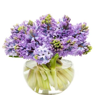 Hyacinths - Purple