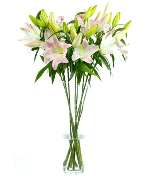 Oriental Lilies - Pink