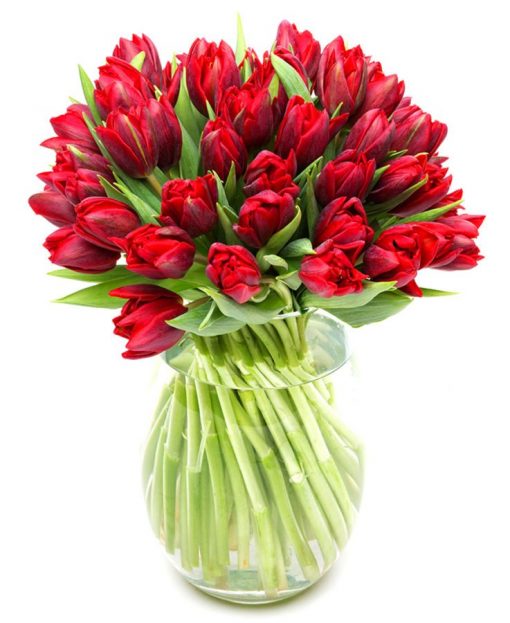 Tulips - Double - Red