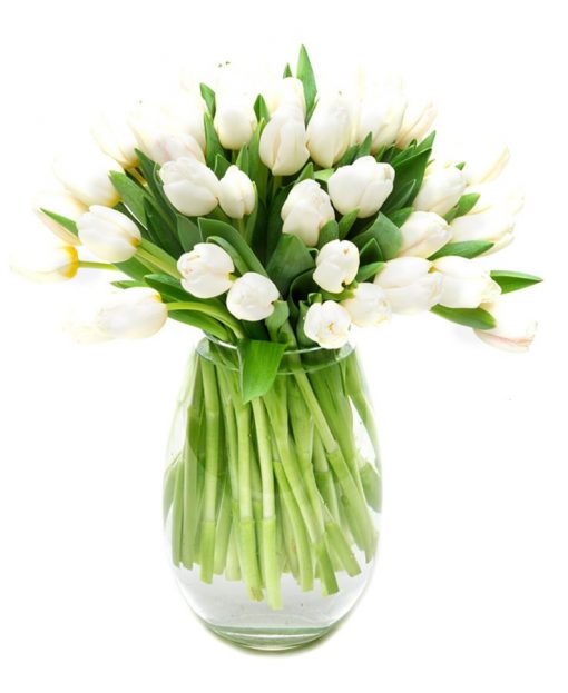 Tulips - White