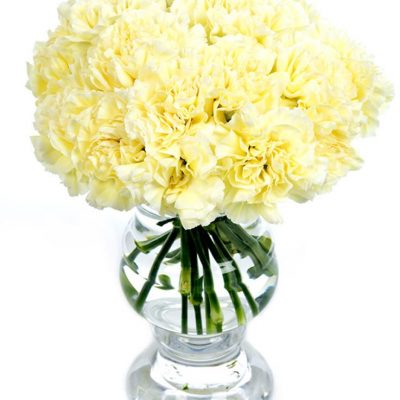 Carnations - Cream