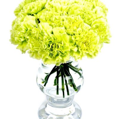 Carnations - Green