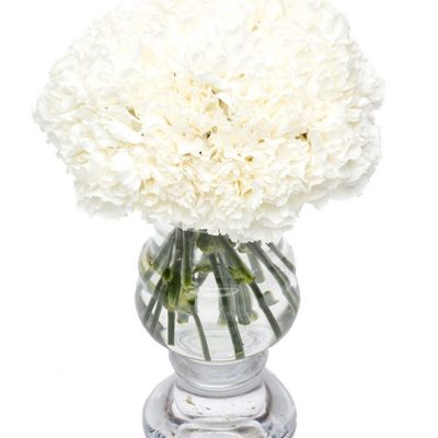 Carnations - White