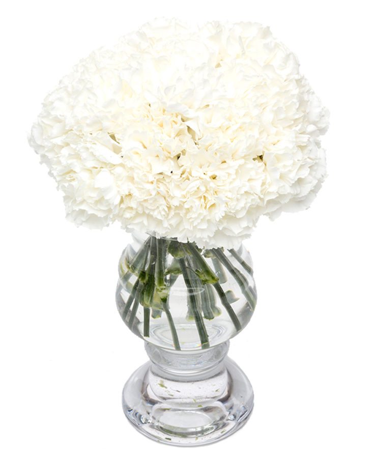 Carnations - White