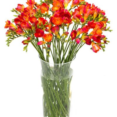 Freesias - Orange