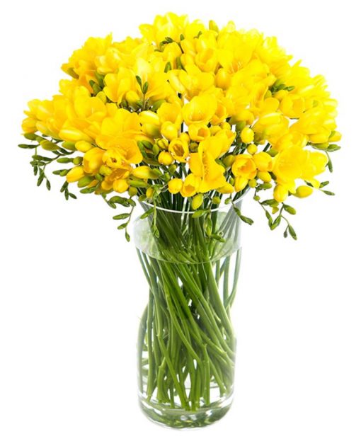 Yellow Freesia