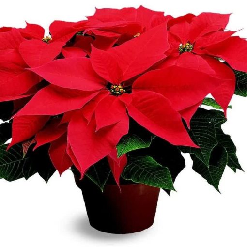 Xmas Poinsettia Plant