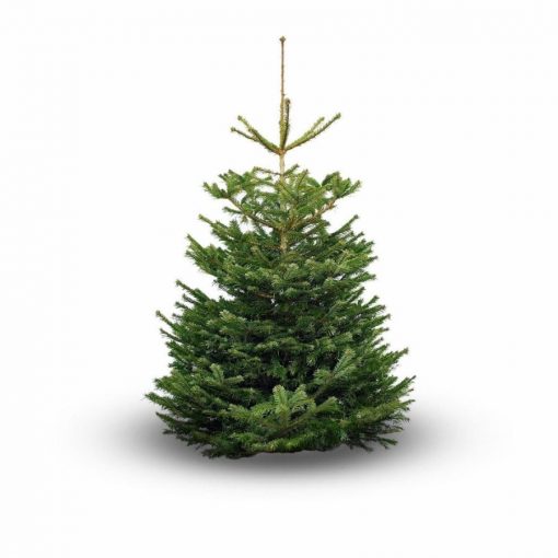 Residential Christmas Tree - Premium Undecorated