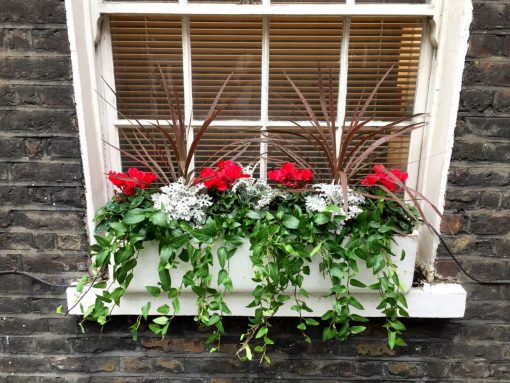 Troughs & Window Boxes