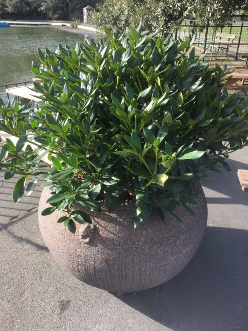 Rhododendron - Cunningham's White