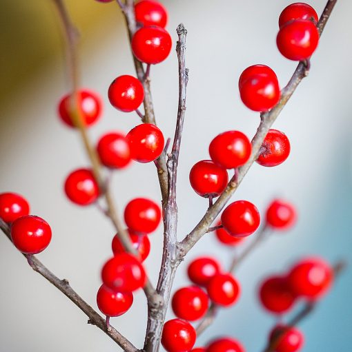 Ilex Berries