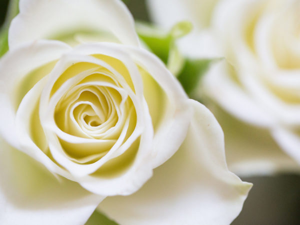 Sympathy Roses Sympathy Flowers