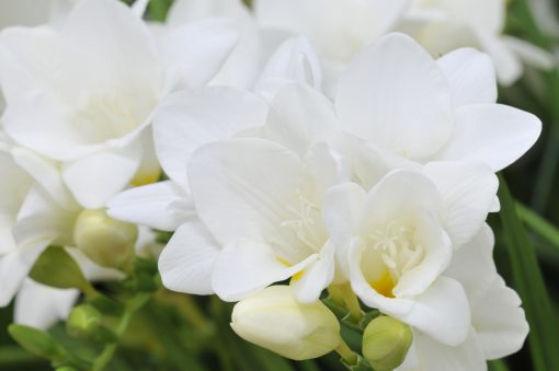 Frequent Freesias - Flower Subscriptions - Image 13