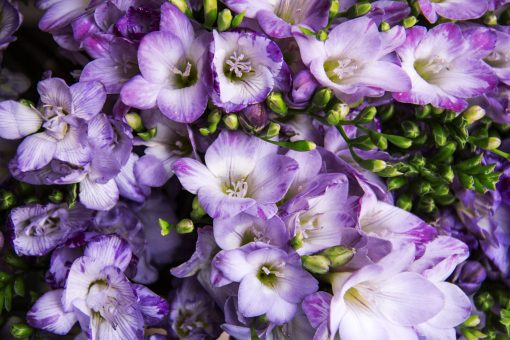 Frequent Freesias - Flower Subscriptions - Image 15