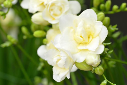 Frequent Freesias - Flower Subscriptions - Image 11