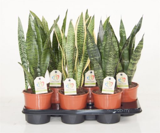 Sansevieria - Laurentii - Image 4