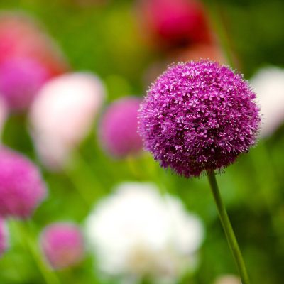 Monthly Pre Paid Outdoor Plant Subscriptions