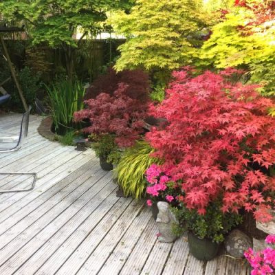 Fortnightly Pre Paid Outdoor Plant Subscriptions