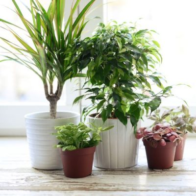 Fortnightly Pre Paid Indoor Plant Subscriptions