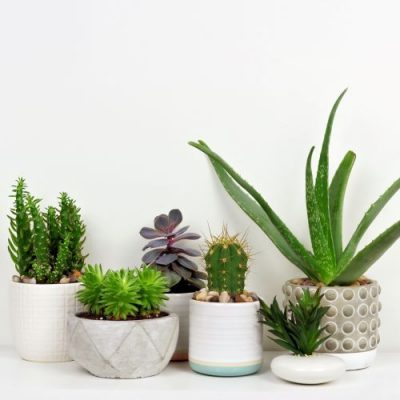 Weekly Pre Paid Indoor Plant Subscriptions