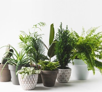 Pre Paid Plant Subscriptions