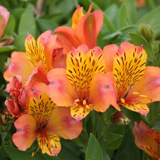 Alstroemeria Plant - Image 3