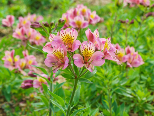 Alstroemeria Plant - Image 5