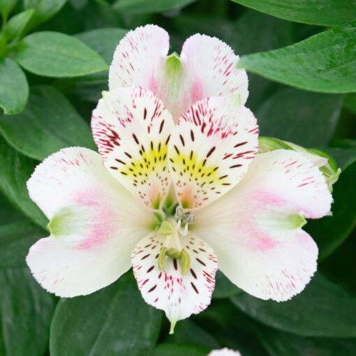 Alstroemeria Plant - Image 2