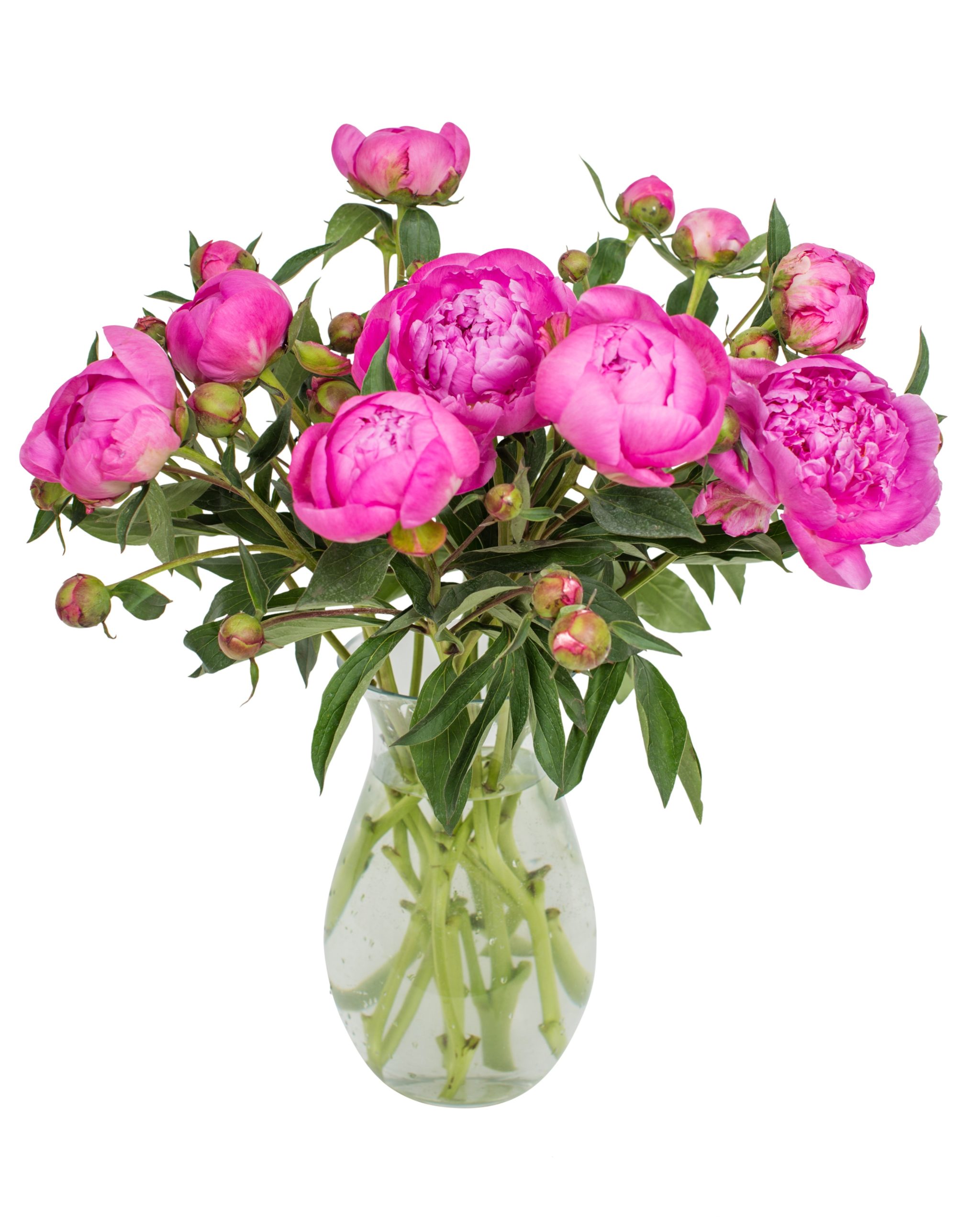 Pink Peonies